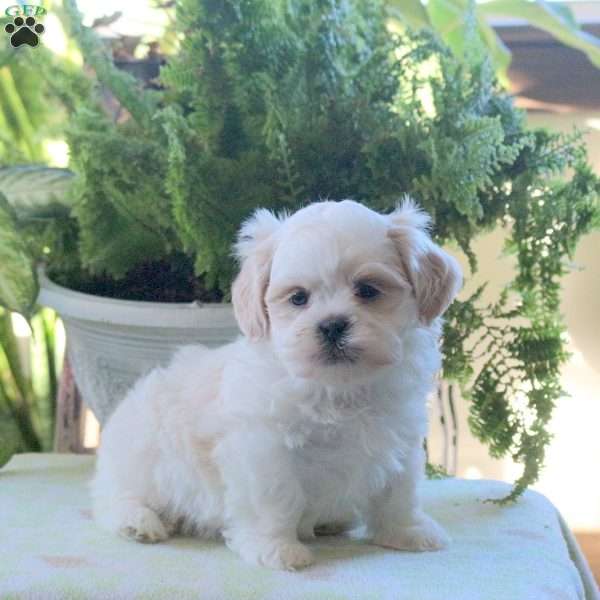 Kyle, Teddy Bear Puppy