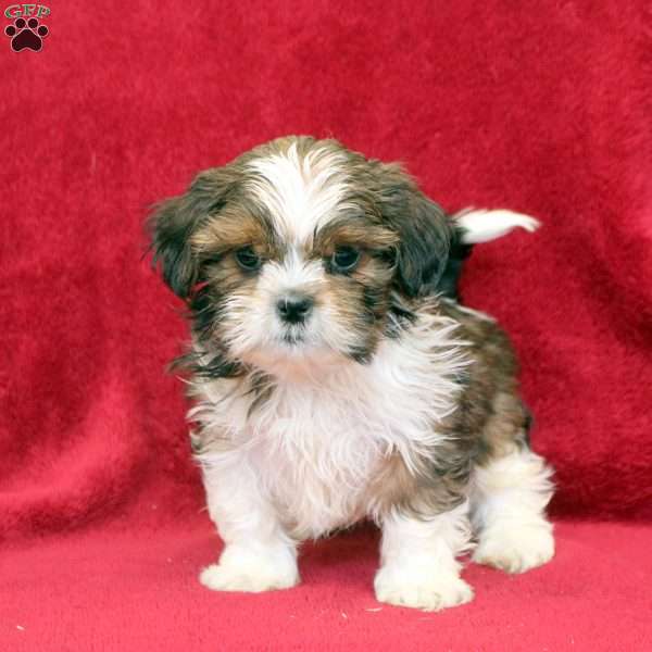 Kyle, Shih Tzu Puppy