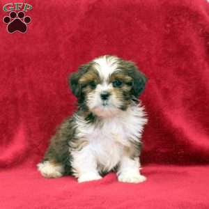 Kyle, Shih Tzu Puppy