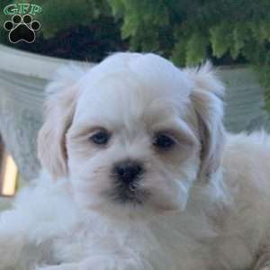 Kyle, Teddy Bear Puppy