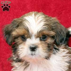 Kyle, Shih Tzu Puppy