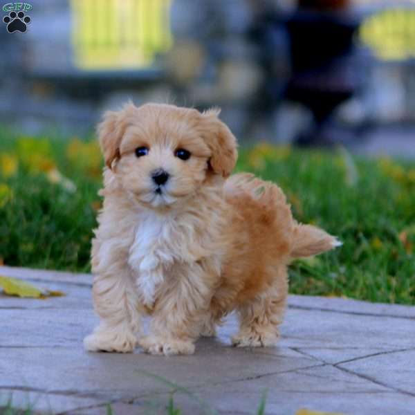 Kyle, Maltipoo Puppy