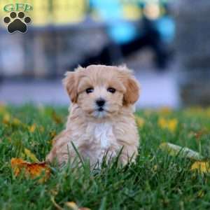 Kyle, Maltipoo Puppy