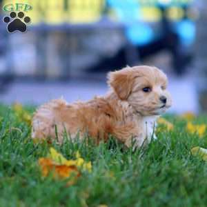 Kyle, Maltipoo Puppy