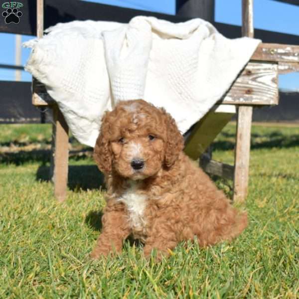 Kyler, Mini Goldendoodle Puppy