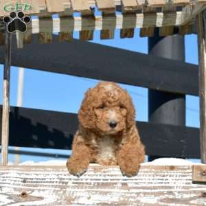 Kyler, Mini Goldendoodle Puppy