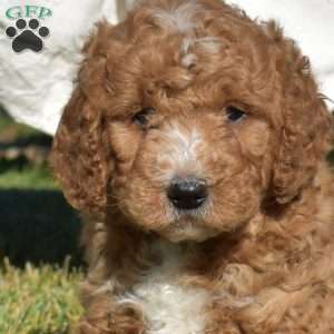 Kyler, Mini Goldendoodle Puppy