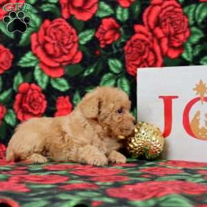 KYNE, Morkie-Poo Puppy