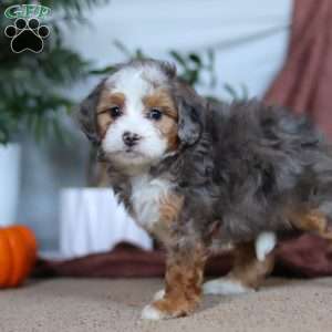 Kyra, Mini Bernedoodle Puppy