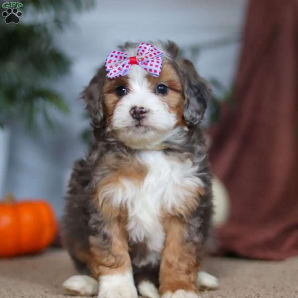 Kyra, Mini Bernedoodle Puppy