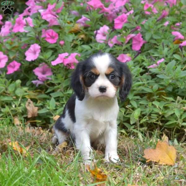 Lacy, Cavalier King Charles Spaniel Puppy
