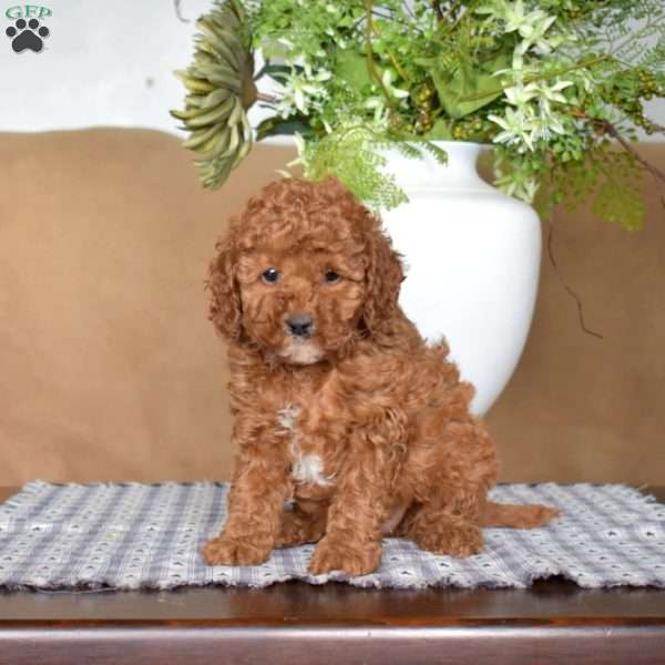 Lady, Cavapoo Puppy
