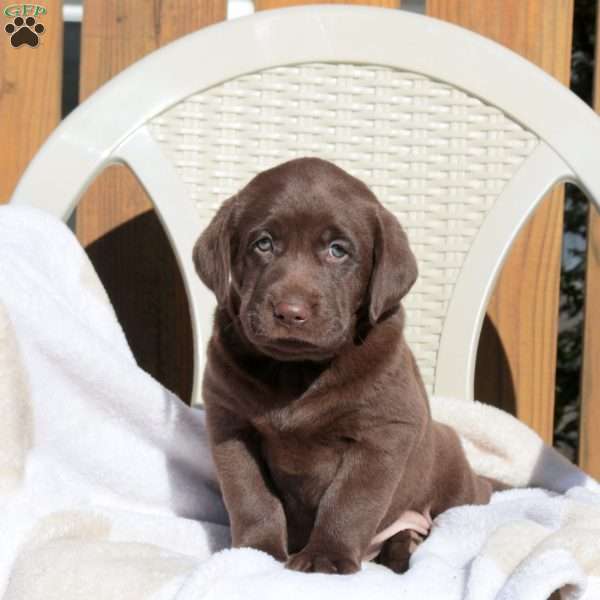Lady, Chocolate Labrador Retriever Puppy