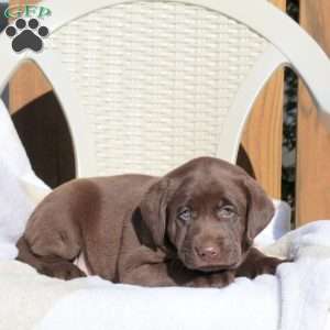 Lady, Chocolate Labrador Retriever Puppy