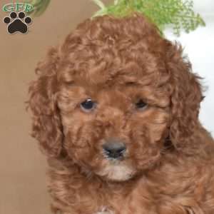 Lady, Cavapoo Puppy