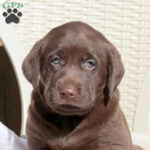 Lady, Chocolate Labrador Retriever Puppy