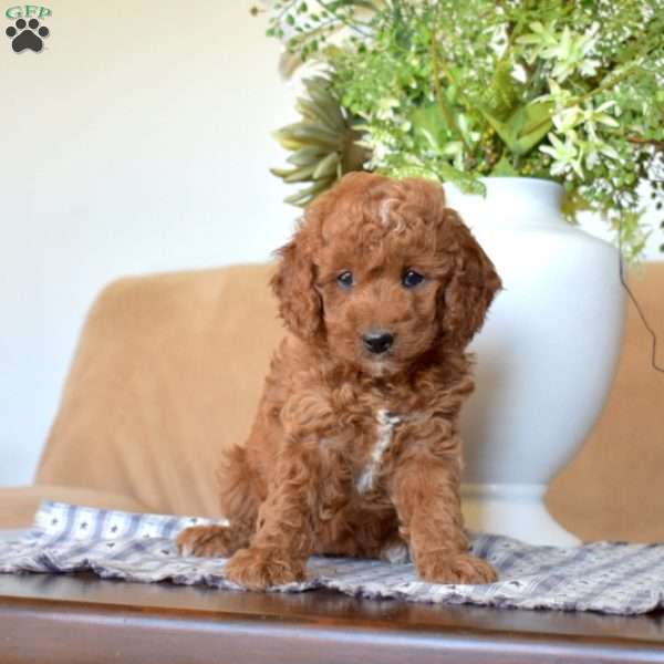 Laila, Cavapoo Puppy