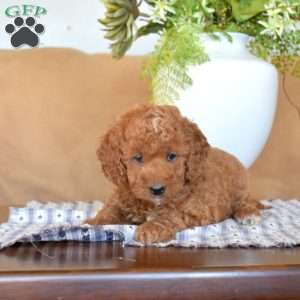 Laila, Cavapoo Puppy