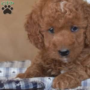 Laila, Cavapoo Puppy