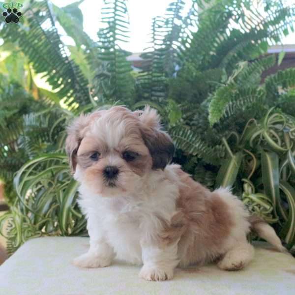 Lana, Teddy Bear Puppy