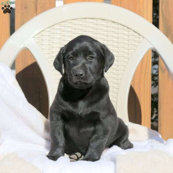 Lana, Black Labrador Retriever Puppy