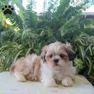 Lana, Teddy Bear Puppy