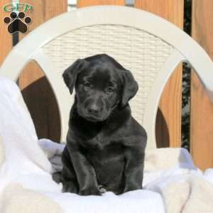 Lana, Black Labrador Retriever Puppy
