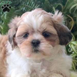 Lana, Teddy Bear Puppy