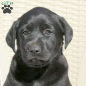 Lana, Black Labrador Retriever Puppy