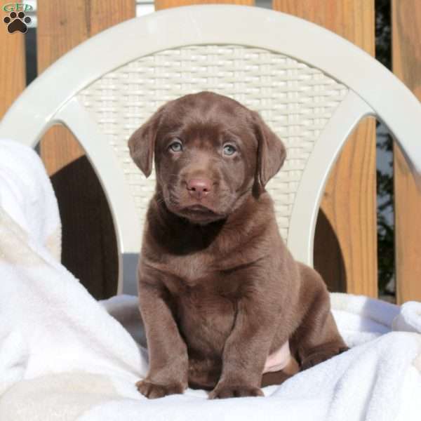 Landon, Chocolate Labrador Retriever Puppy