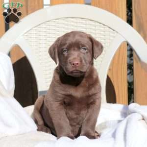 Landon, Chocolate Labrador Retriever Puppy