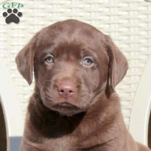 Landon, Chocolate Labrador Retriever Puppy