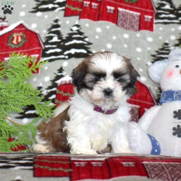 Larry, Shih Tzu Puppy