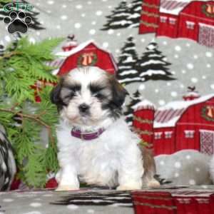 Larry, Shih Tzu Puppy