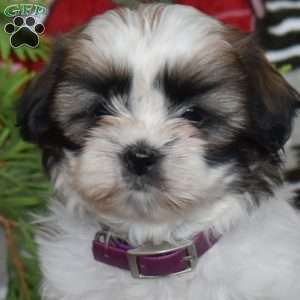 Larry, Shih Tzu Puppy