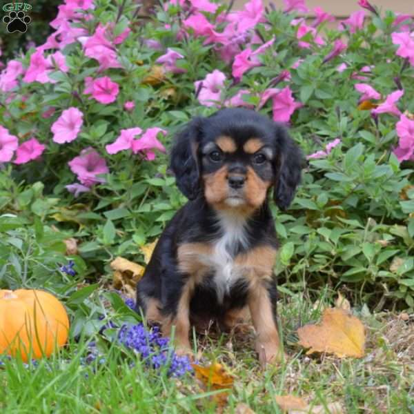 Latte, Cavalier King Charles Spaniel Puppy