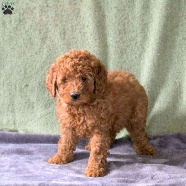 Laura, Mini Labradoodle Puppy