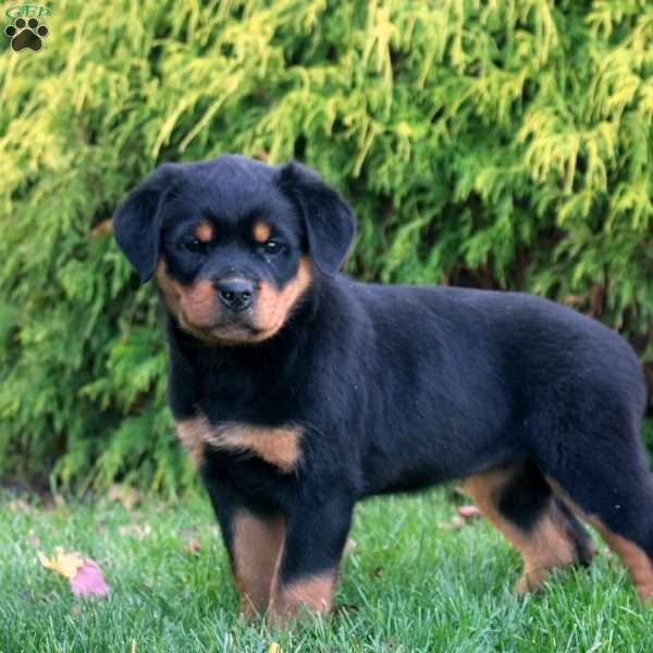 Laura, Rottweiler Puppy