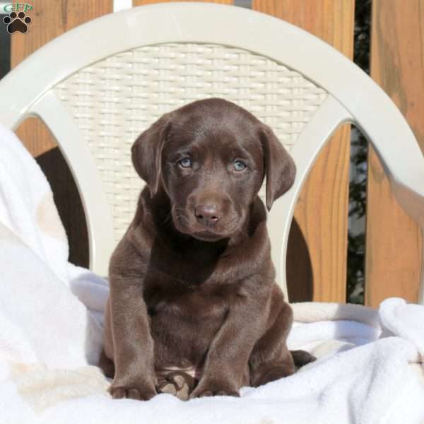 Lawson, Chocolate Labrador Retriever Puppy
