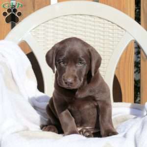 Lawson, Chocolate Labrador Retriever Puppy