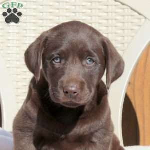 Lawson, Chocolate Labrador Retriever Puppy