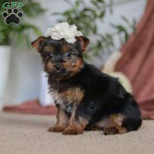 Layla, Yorkie Puppy
