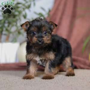 Layla, Yorkie Puppy