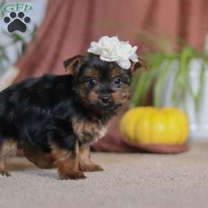 Layla, Yorkie Puppy