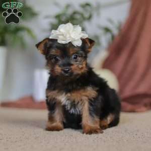 Layla, Yorkie Puppy