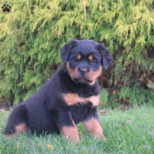 Leah, Rottweiler Puppy