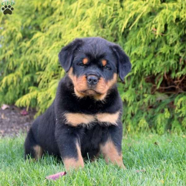 Lenny, Rottweiler Puppy