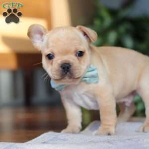 Leo, French Bulldog Puppy