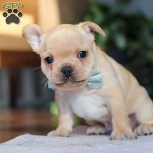 Leo, French Bulldog Puppy