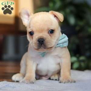 Leo, French Bulldog Puppy